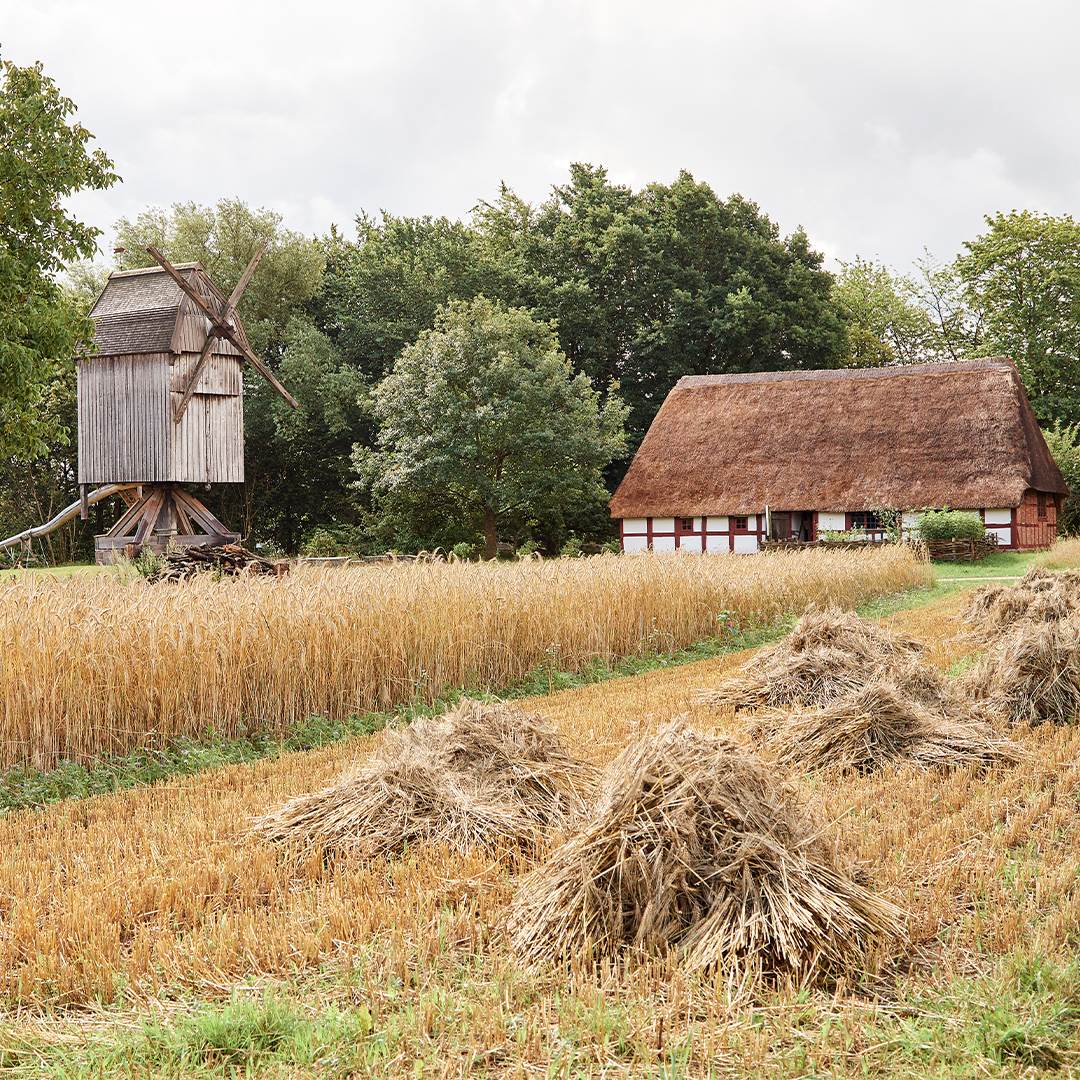 A historic mill and barn at the open-air museum Molfsee